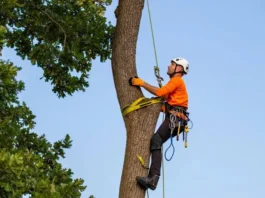 Professional tree climbing spikes (steel and aluminum) laid out, illustrating a guide to understanding this gear.