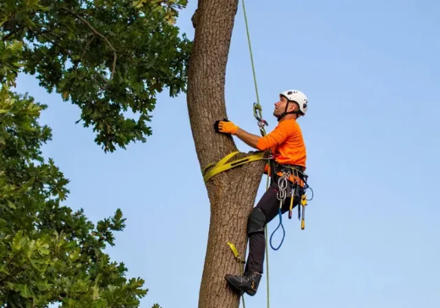 Professional tree climbing spikes (steel and aluminum) laid out, illustrating a guide to understanding this gear.