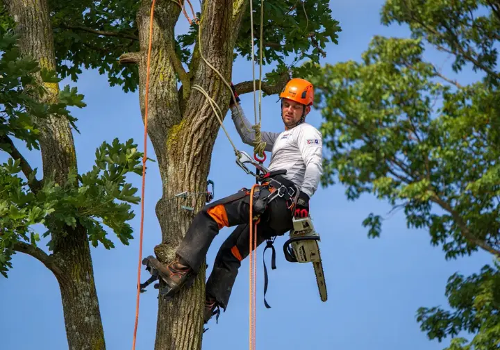 Anatomy of a tree climbing spike (spur) showing the gaff, shank, stirrup, pad, and straps clearly.