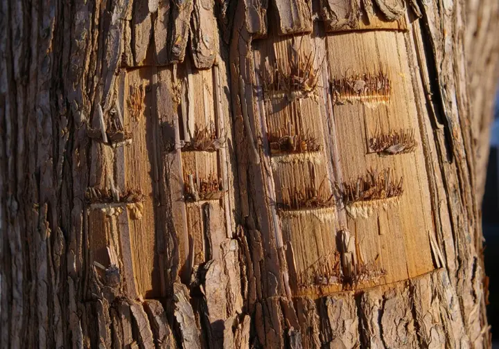 Close-up of permanent spike damage scars on a living tree trunk, contrasting with proper use on removals only.