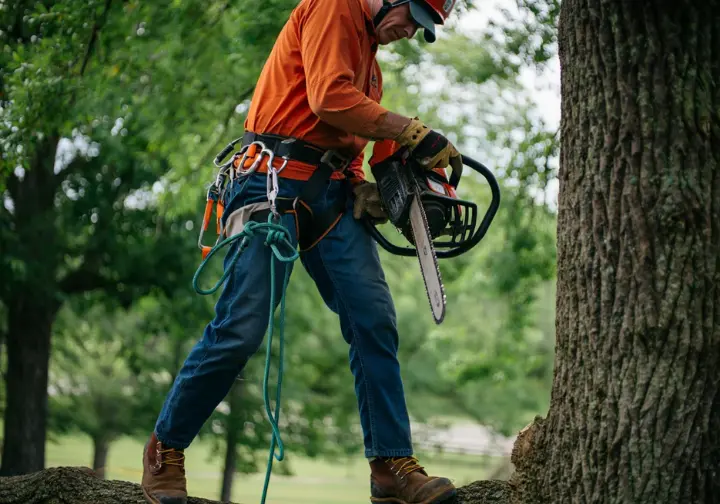 Arborist inspecting climbing spike gaff sharpness with a gauge, highlighting safety and training essentials.