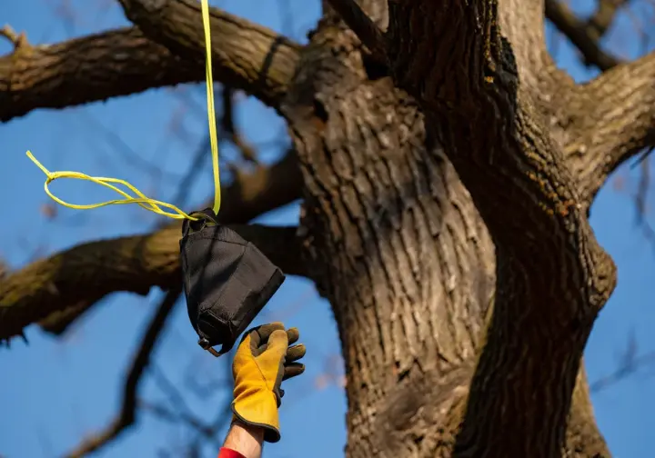 Arborist using access tools by skillfully throwing a weighted throwline into a tree.