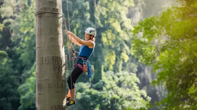 A climber scaling a tall tree with essential gear, including ropes, harness, and helmet, in a forest setting.