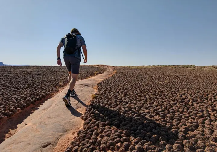 A climber carefully follows a marked path on durable rock to avoid damaging the fragile biological soil crust in Arches National Park.