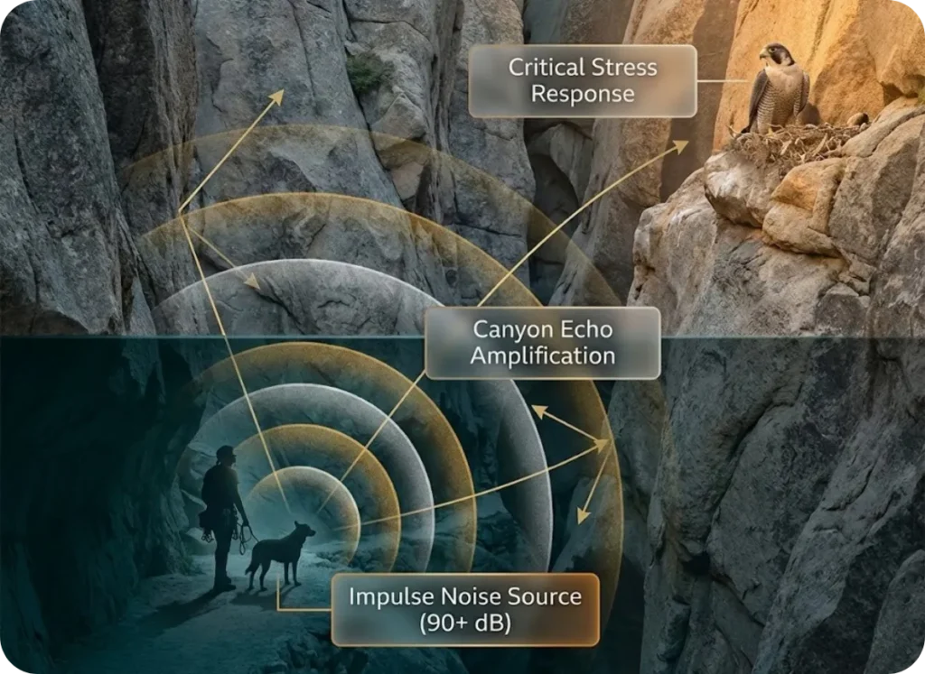 Cinematic cross-section diagram of a rock climbing canyon showing sound waves from a barking dog echoing up walls to disturb a nesting Peregrine Falcon, rendered in BBC Earth documentary style.