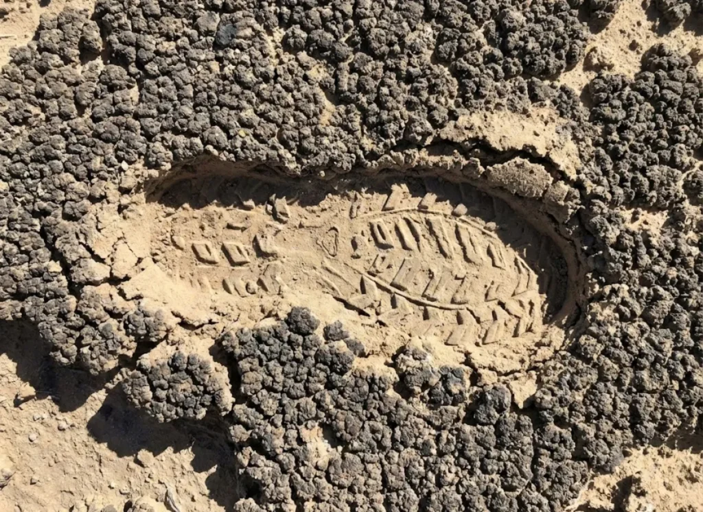 Footprint damage in cryptobiotic soil crust showing destroyed vs intact biocrust contrast