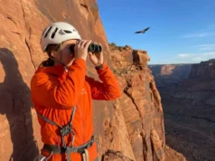 Raptor Nesting Closures Explained: The Science Climbers Need Climber scanning cliff ledges with binoculars for raptor nesting closures at desert crag