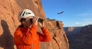 Raptor Nesting Closures Explained: The Science Climbers Need Climber scanning cliff ledges with binoculars for raptor nesting closures at desert crag
