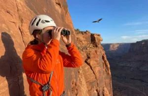 Raptor Nesting Closures Explained: The Science Climbers Need Climber scanning cliff ledges with binoculars for raptor nesting closures at desert crag