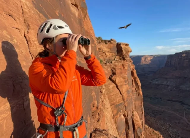 raptor-nesting-closures-climber-scanning-cliff Climber scanning cliff ledges with binoculars for raptor nesting closures at desert crag